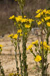 Maryland goldenaster